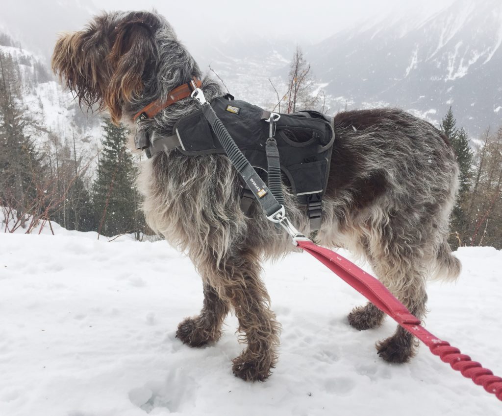 Ruffwear Webmaster harness with coupler to collar